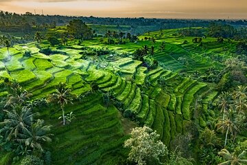 Highland Harmony Temples, Terraces and Coffee in Bali