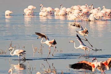 Lake Nakuru day trip from Nairobi