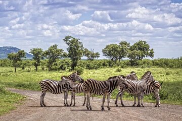 Kruger National Park and Panorama Route Adventure