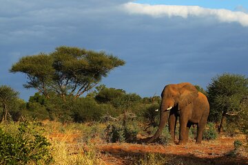 2 Days Tala Game Reserve Natal Lion Park & Drakensberg fro Durban