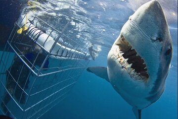 Cape town Tour Hermanus Shark Cage Diving