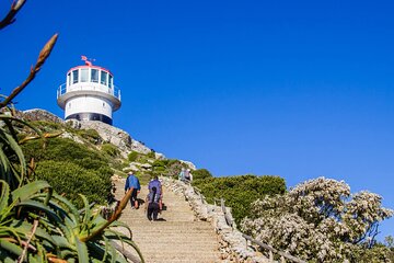 Cape Town Penguins and Cape of Good Hope Sunset Tour 