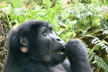 3 Days Gorilla Trek in Uganda