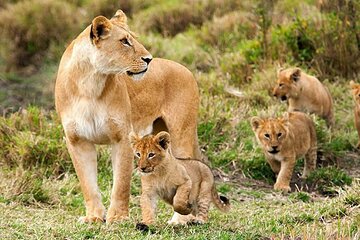 3 Days Luxury Tour at Tanzania Safari Manyara Ngorongoro