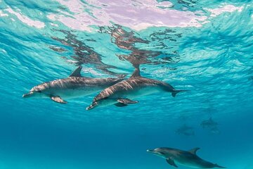Hurghada Dolphin House Cruise Trip with Lunch and Water Sports