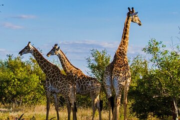 3 Day Garden Route Tour and Botlierskop Game Reserve