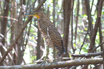 Guided Bird Watching Private Tour in Rio Lagartos from Tulum