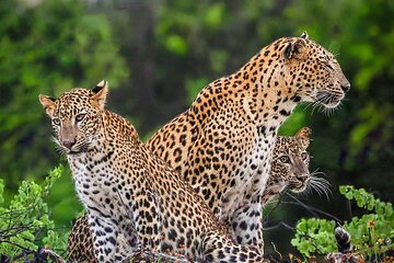 Yala National park: Half day & Full Day & Private - Safari Tours