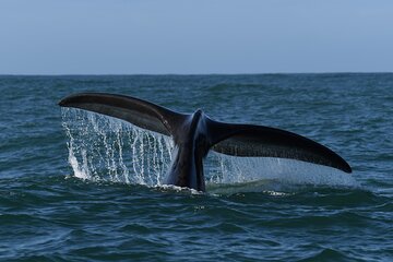  Hermanus Wildlife Watching Shoreline Activity 