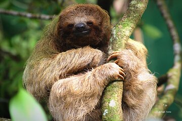 Wildlife rainforest Hiking sloths & Chocolate -Coffee tour
