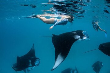 Nusa Penida Snorkeling with Manta Rays
