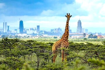 Nairobi National Park and Giraffe Center Private Tour