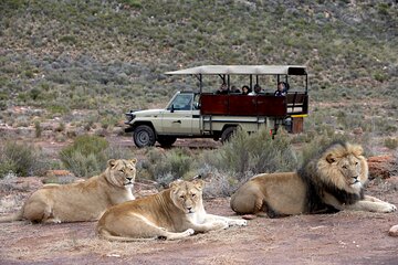 Wine Tasting & Sunset Game Drive to Aquila Reserve from Cape Town