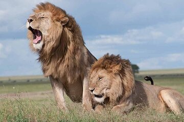 Nairobi National Park 4WD Shared Tour