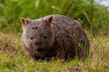 Private South Coast & Kangaroo Valley Wildlife Escape