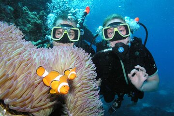 Coral Garden Diving Trip with Two Dives & Transfers – Marsa Alam